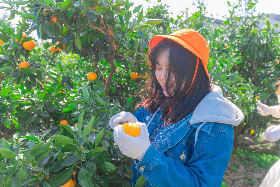 제주도 감귤체험농장 하영담아 귤따기체험