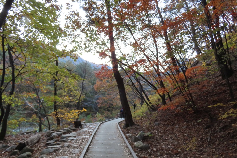 [설악산국립공원] 암봉과 기암 그리고 단풍이 어우러진 오색 주전골 탐방