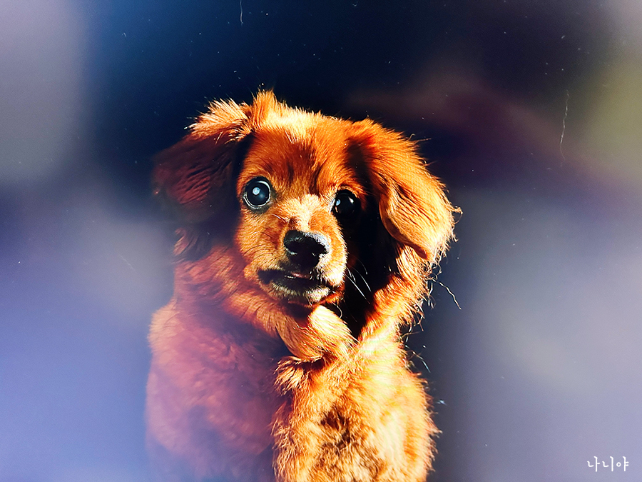 강아지 사진촬영 : 어나더심펫 스튜디오 두 얼굴의 마루 촬영
