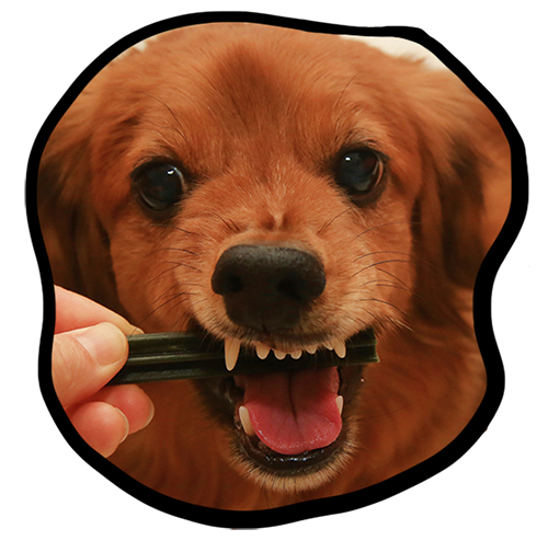 강아지 간식 : 더그린 덴탈껌 맛있게 먹고 치석제거!
