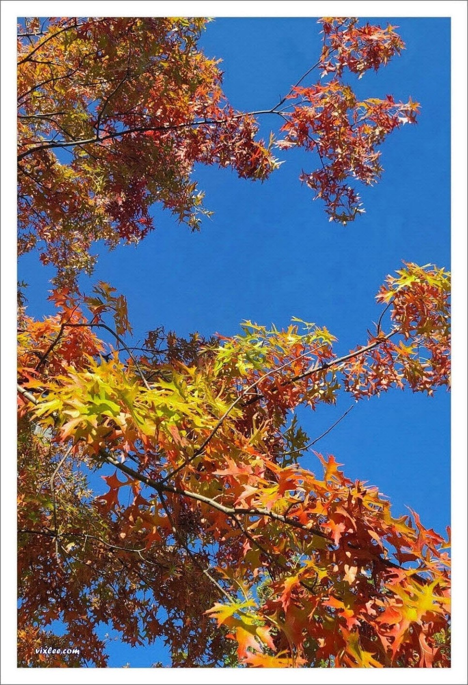 도심공원에도 가을 단풍이 담뿍 들었다.