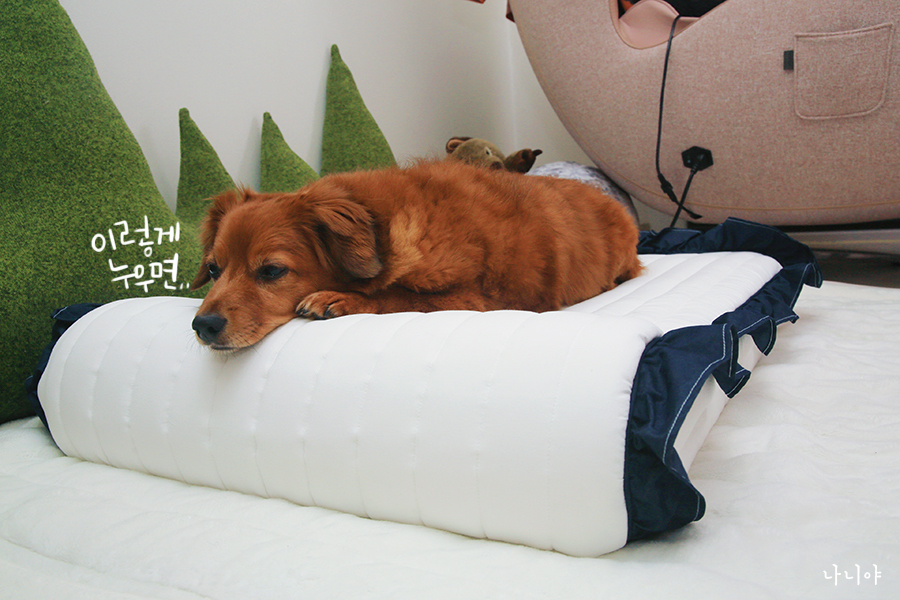 강아지침대 : 피피픽 에어베드 강아지디스크에는 척추 보호해주는 침대로~