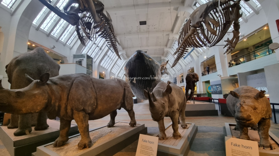 [UK23] 영국여행 Day11 : 자연사박물관