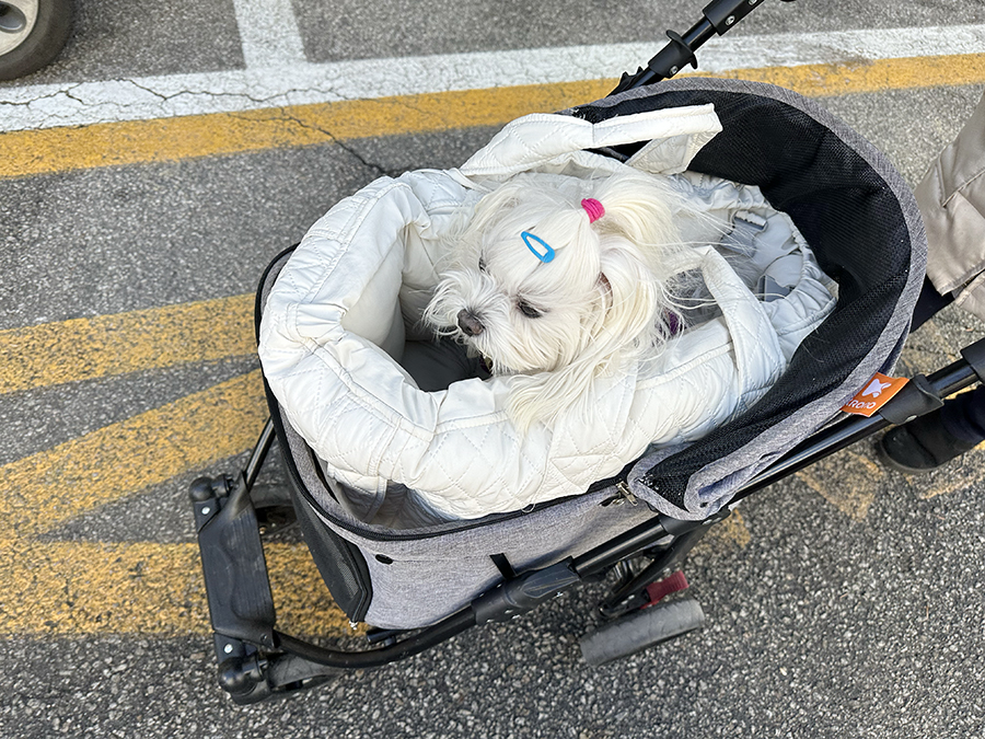 강아지 카시트, 편하고 안전한 초코펫 애견 차시트