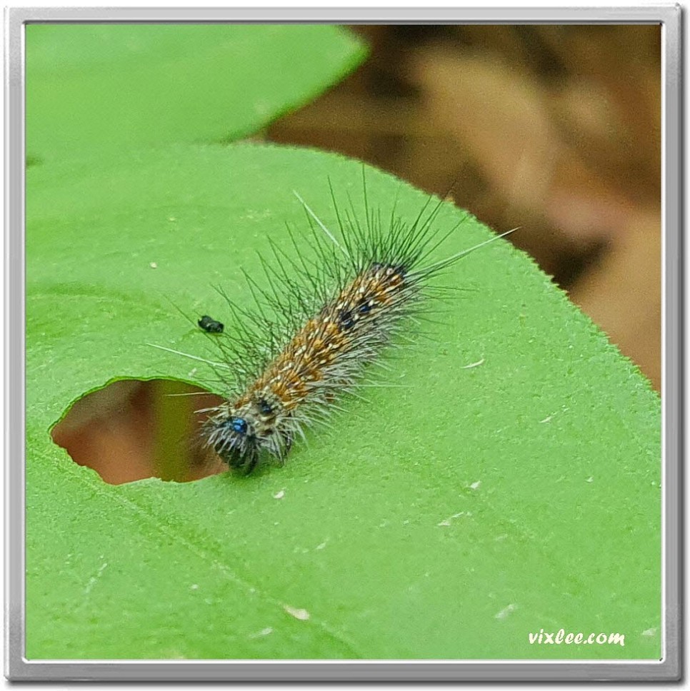수검은줄점불나방 애벌레, 4월곤충, 나비목, 불나방과, 남한산성곤충  v1.1
