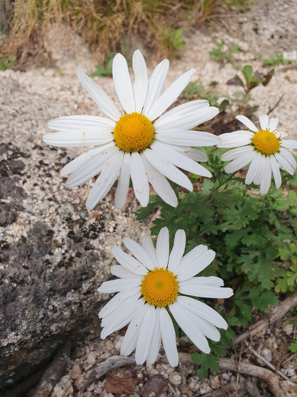 설악산 울산바위 나드리길 릿지 (지옥문~누운바위) 산행사진