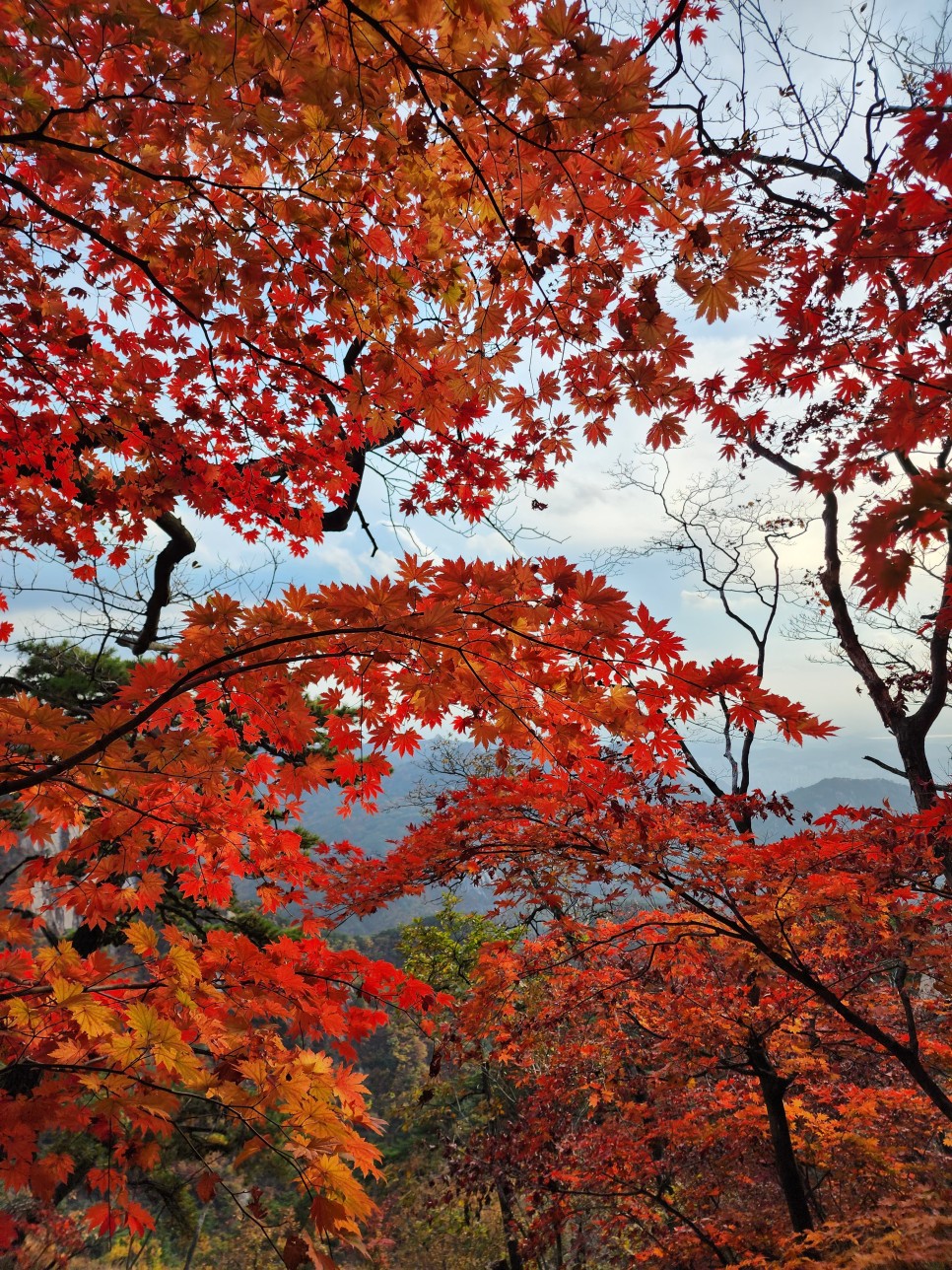 북한산 등산, 백운대 단풍 릿지 (파랑새릿지~ 백운대 ~ 김계남릿지~서벽밴드 ~ 시발클럽)