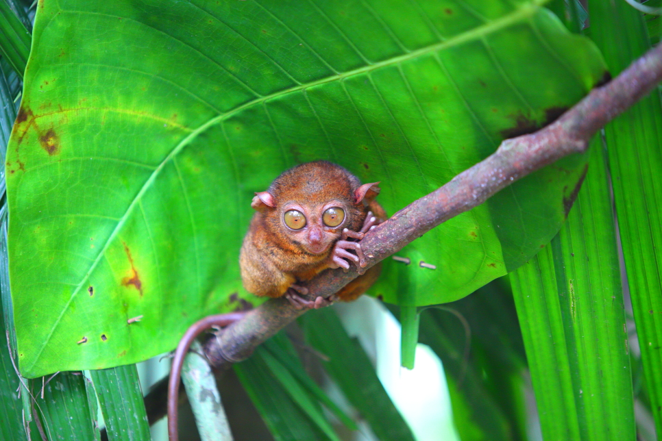 필리핀 보홀 자유여행 로복강 안경원숭이 단독 보홀 육상투어 가격