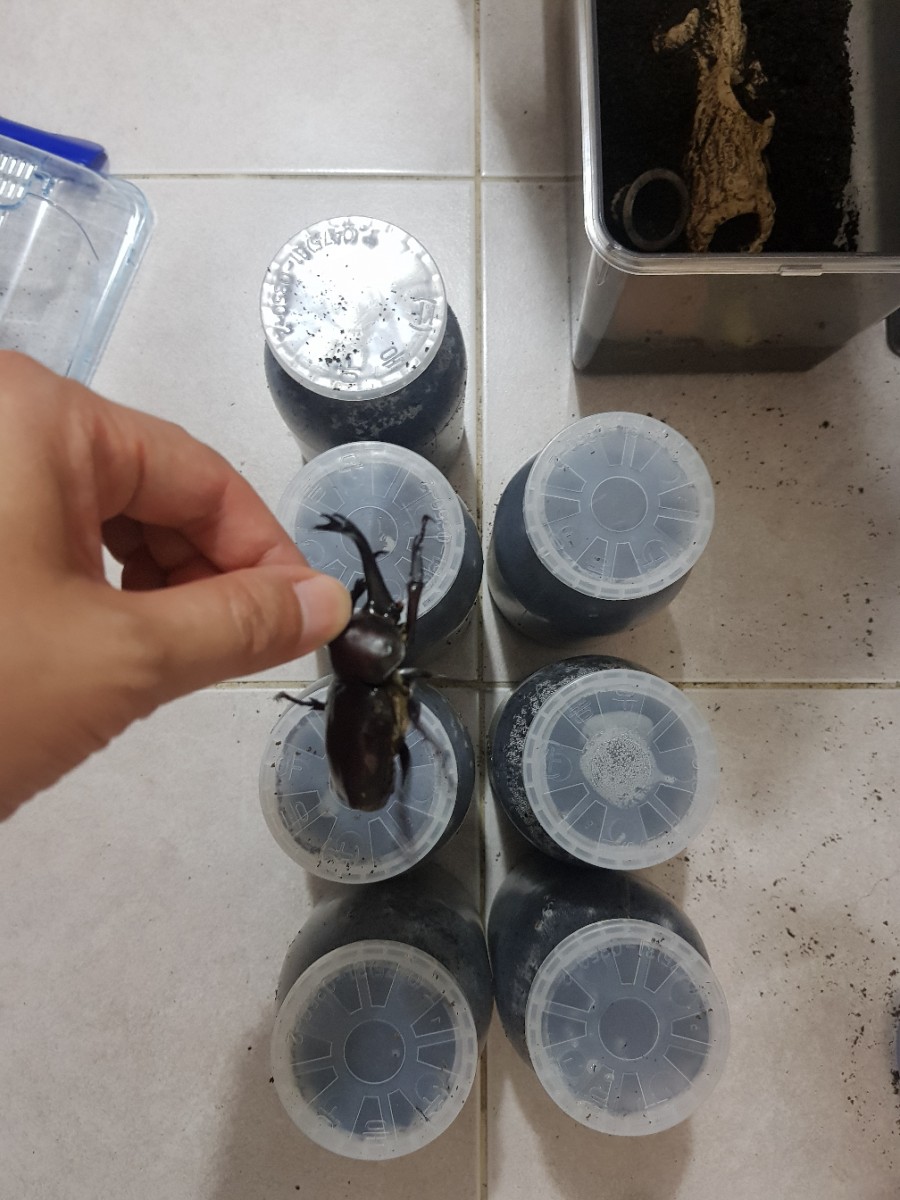 장수풍뎅이 애벌레 키우기 - 김경진과 곤충친구들 쇼핑몰 오픈