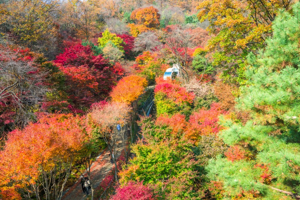 11월 2일 경기도 가을 단풍 명소 광주 곤지암 화담숲 단풍 절정