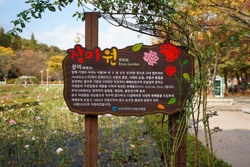 인천대공원 단풍 이번 주말에 꼭 가세요! 인천 단풍구경, 단풍명소!