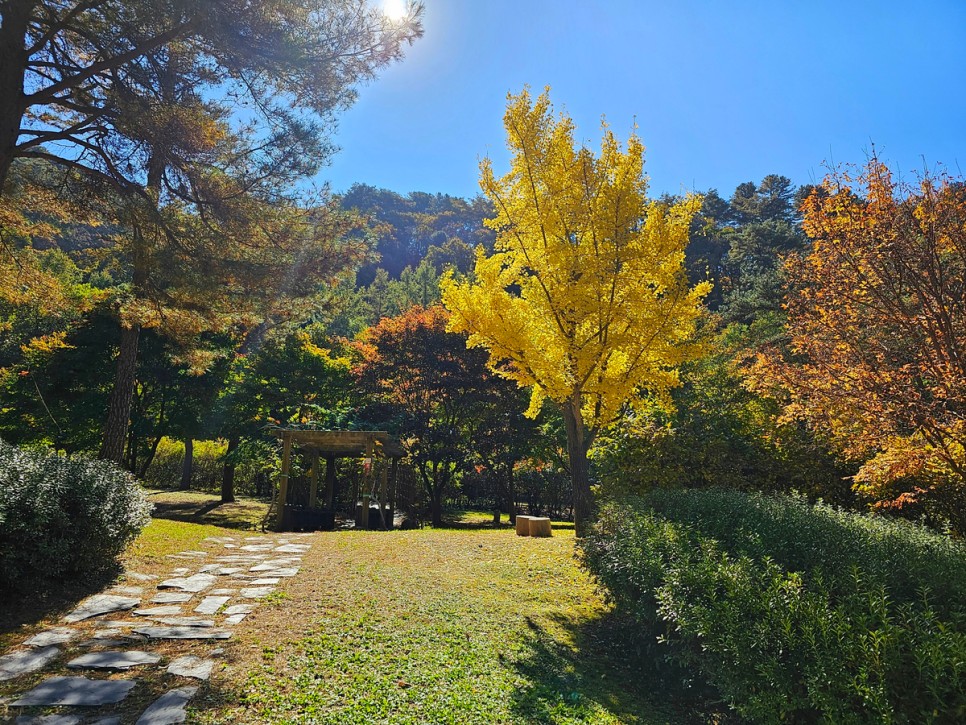 홍천 수타사 단풍 이번 주 절정, 공작산 생태숲 걷기 좋은 곳