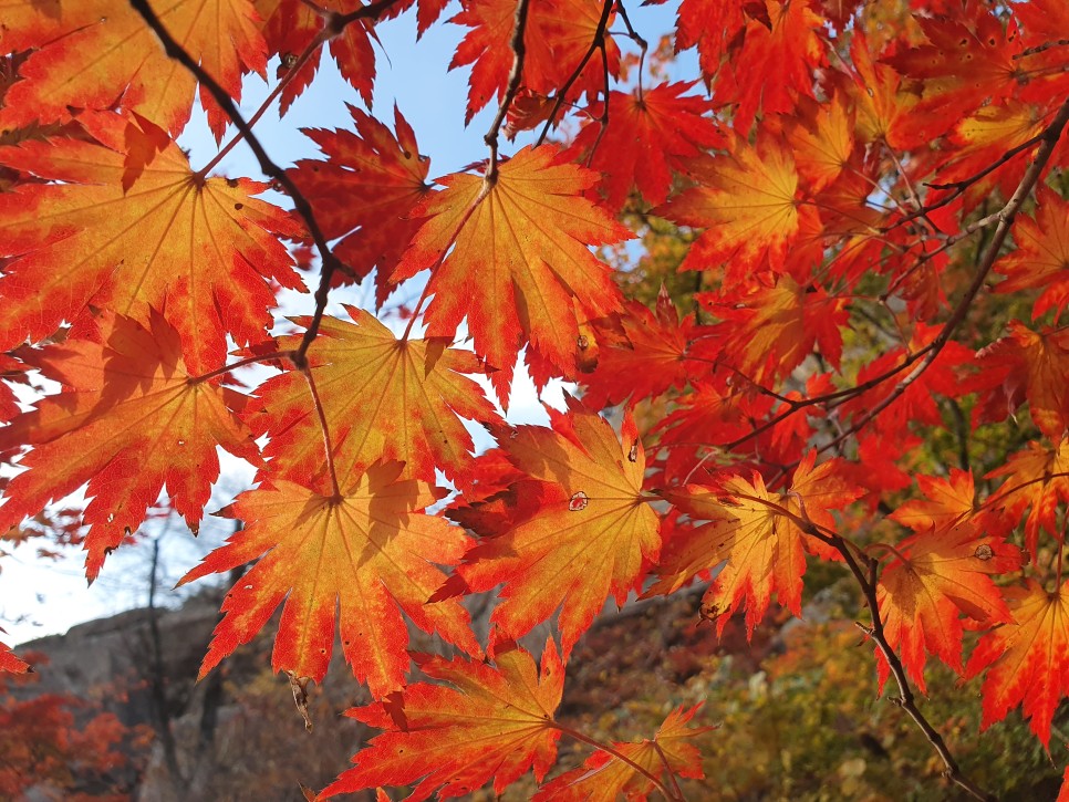 북한산 등산, 백운대 단풍 릿지 (파랑새릿지~ 백운대 ~ 김계남릿지~서벽밴드 ~ 시발클럽)