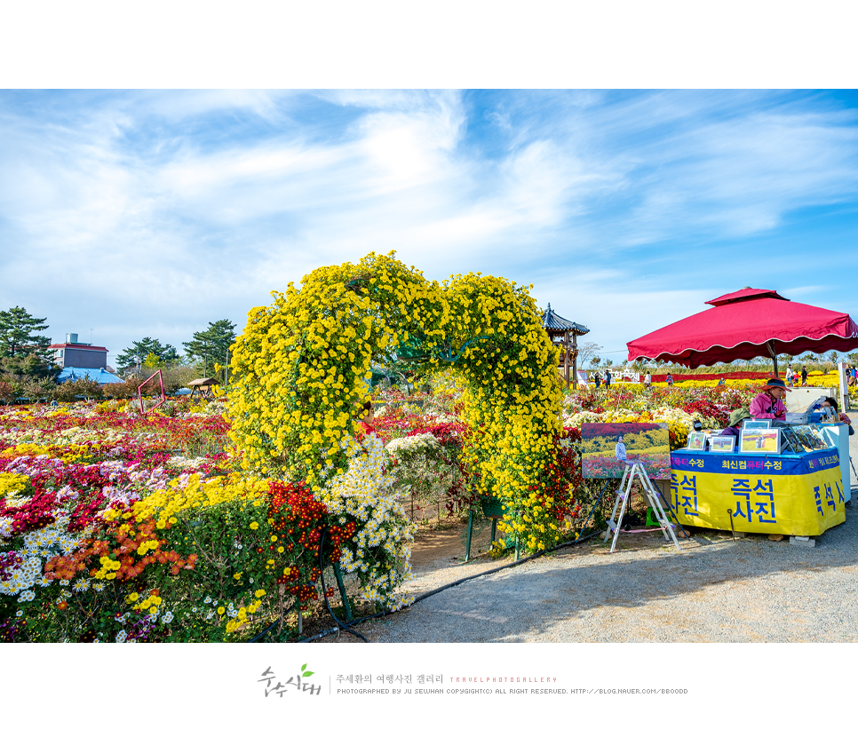 충남 서산 명소 서산 국화축제 놀거리 가을 꽃구경