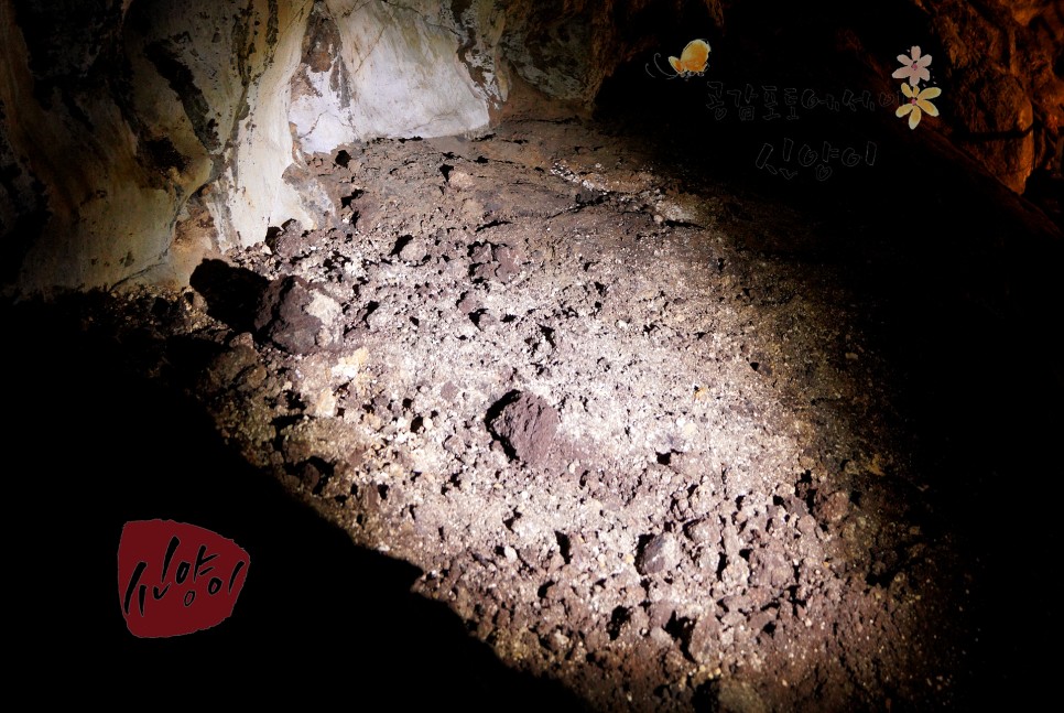 강원도 갈만한곳 박쥐보는 강원도 동굴 평창 광천선굴 어드벤처테마파크