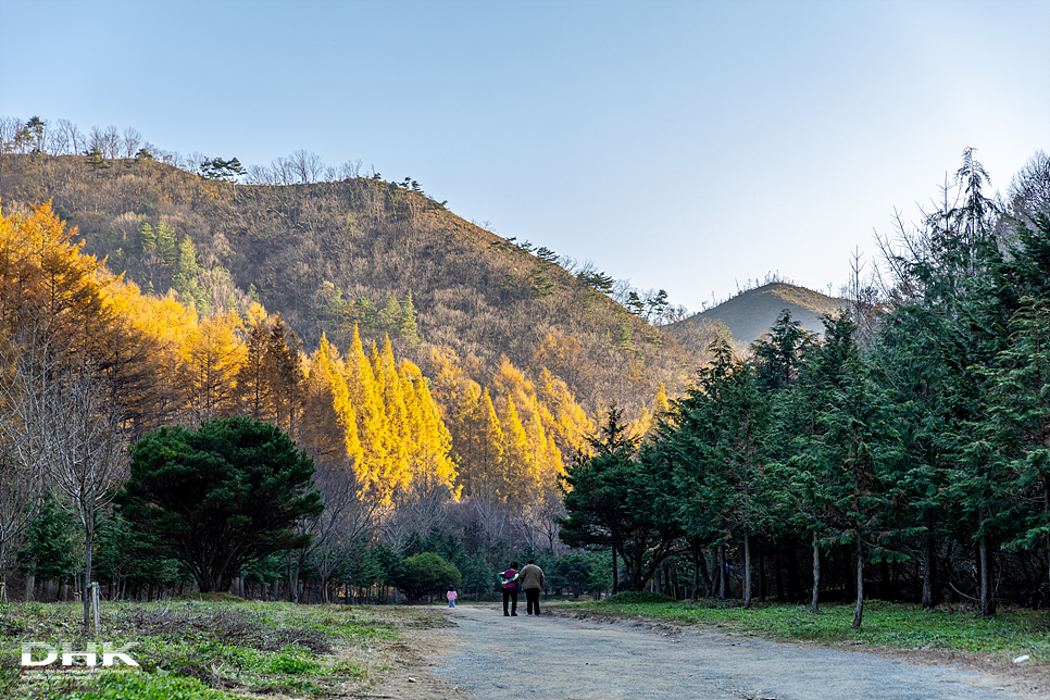 대전 근교 논산 가볼만한곳 온빛자연휴양림 메타세콰이어 단풍 명소 국내 가을 여행지 추천