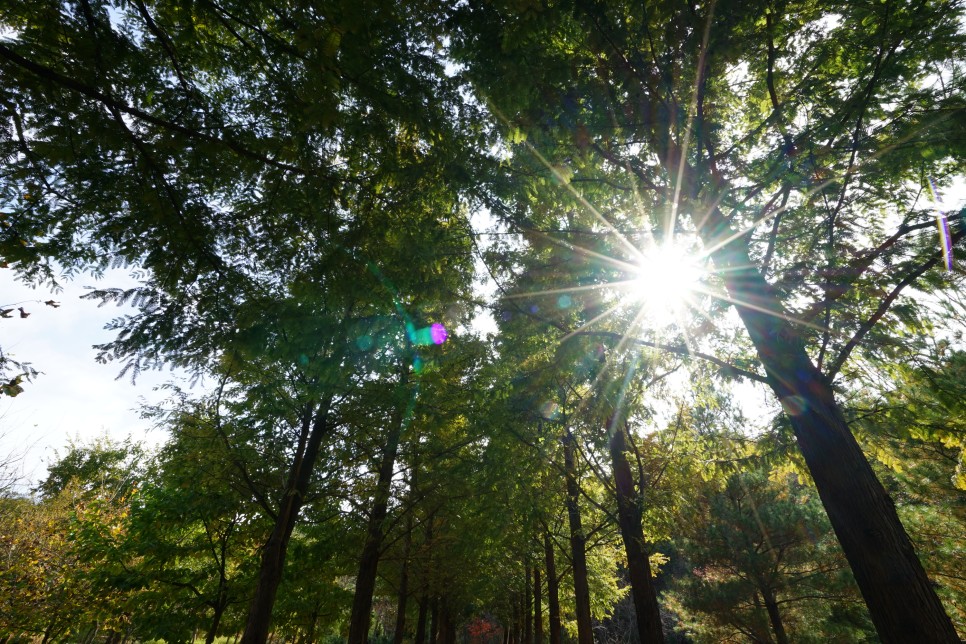 부천 자연생태공원 무릉도원수목원 가을 단풍 구경, 주말 나들이 가기 좋은곳!