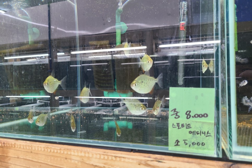 김포 상아쿠아 방문기 최대 규모의 수족관~ 물생활 용품이 다 있어요!