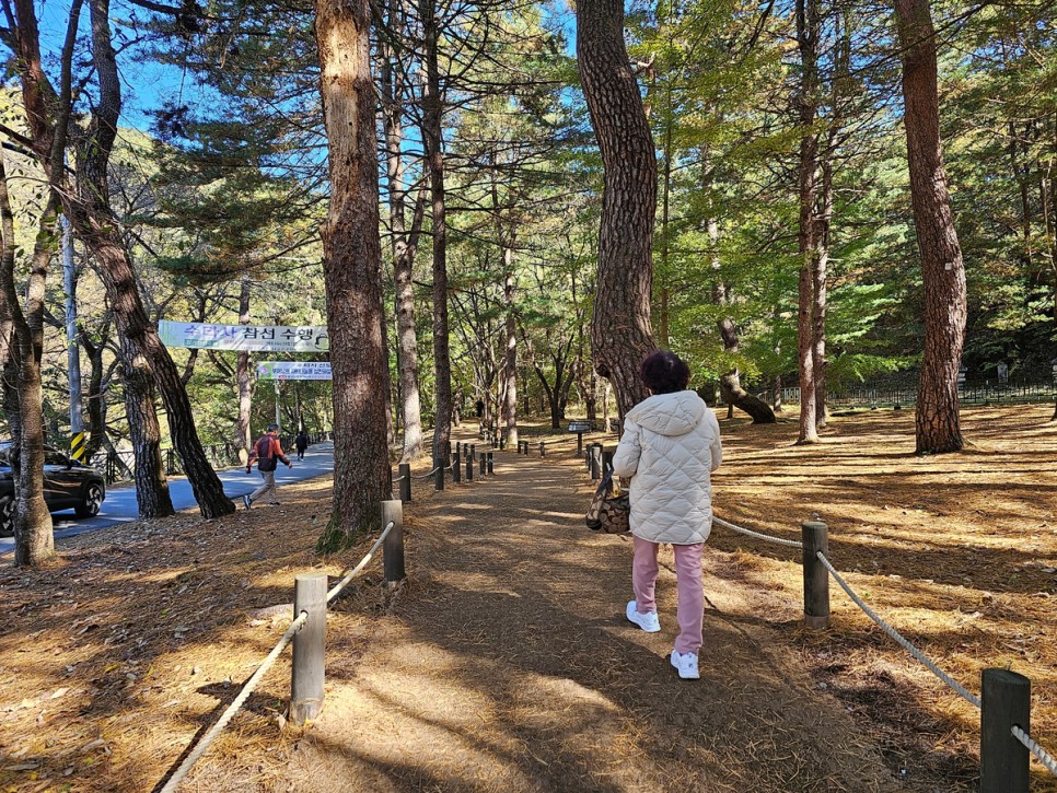 홍천 수타사 단풍 이번 주 절정, 공작산 생태숲 걷기 좋은 곳