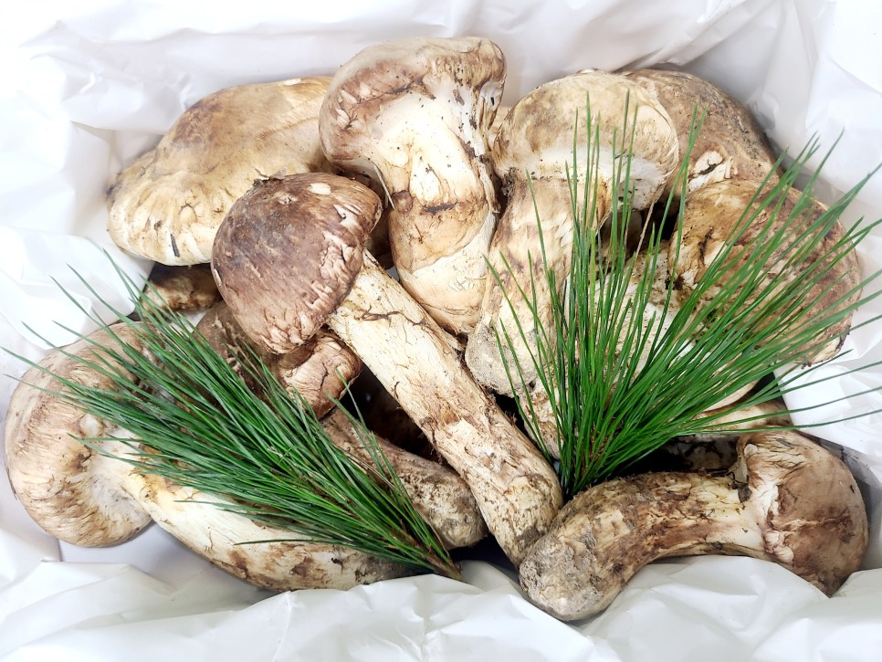 자연산 송이버섯 가격 시세 향에 진심인 시기
