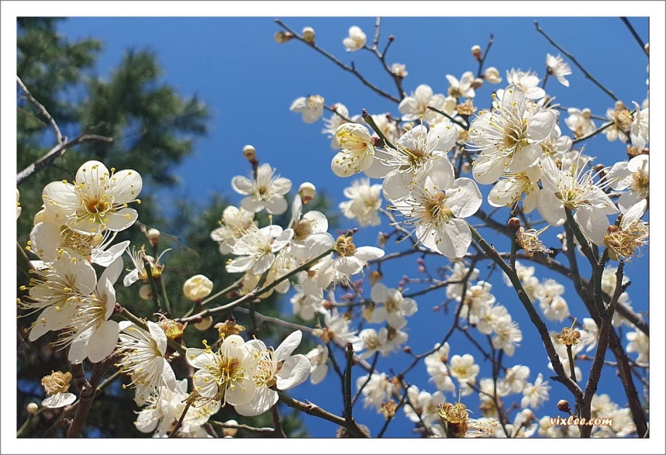 산수유 1차꽃 만개, 2차꽃개화중, 동네 어디나 매화 한창