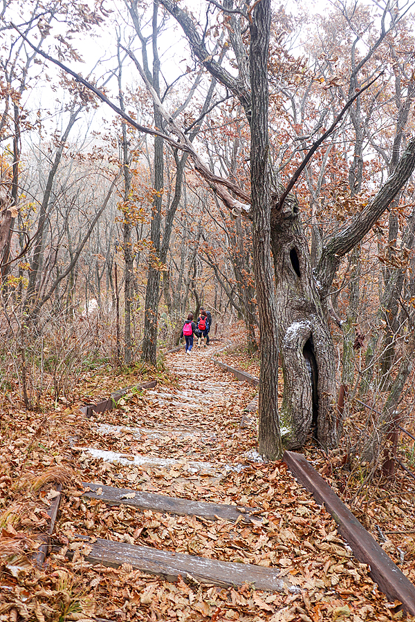 [치악산국립공원] 치악산 가을 단풍산행 / 황골~비로봉 등산코스