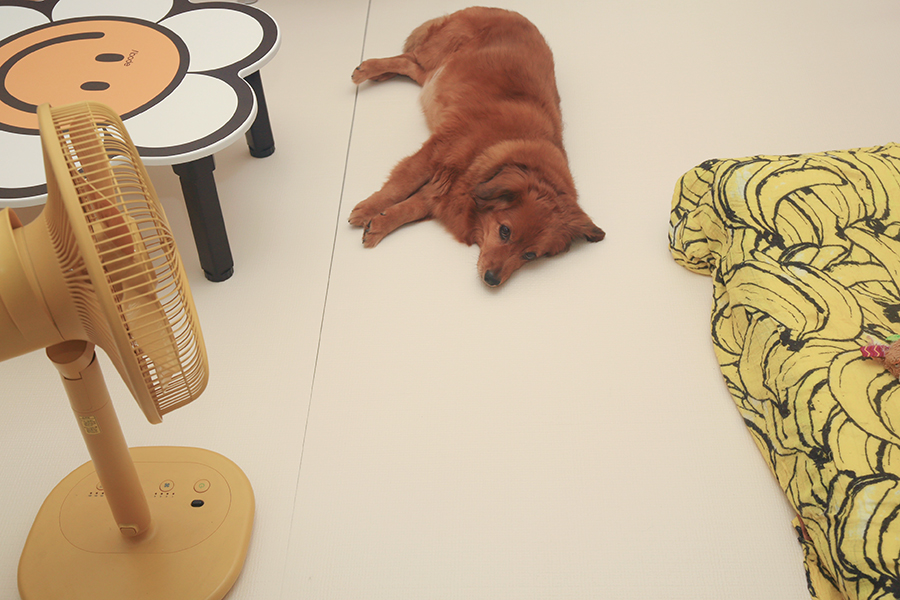 강아지미끄럼방지매트 : 셀프 시공 가능한 리포소 강아지매트