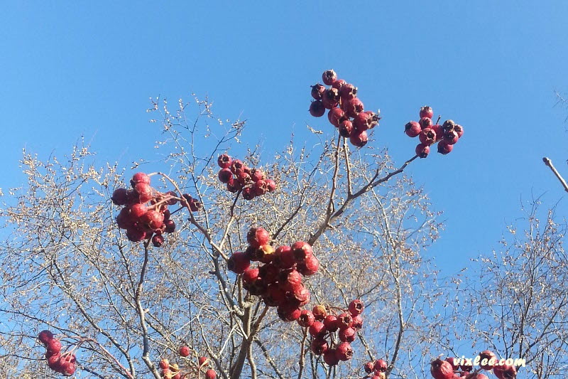 산사나무 열매, 산사나무 비교, 잎이 비슷한 모감주나무, 붉은열매 종류, 美國山査/서양산사 v1.2