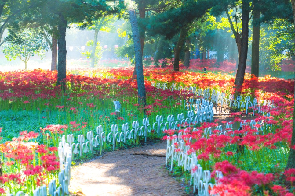 9월 국내여행지 영광 불갑사 상사화(꽃무릇) 축제 9월 15일 개최 꽃무릇 개화 시기