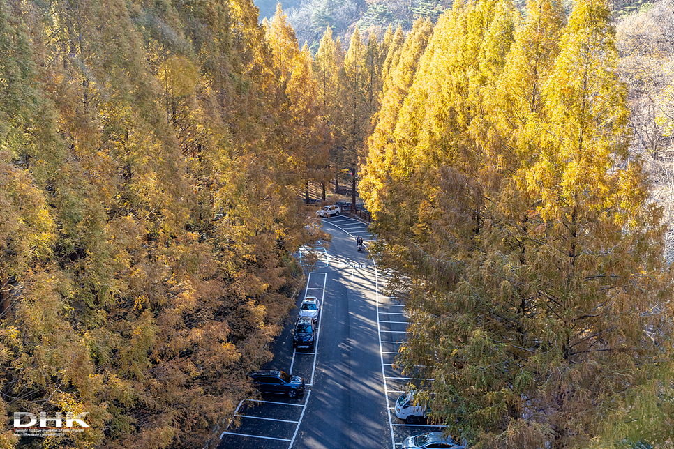 대전 가볼만한곳 장태산 자연휴양림 스카이타워 출렁다리 메타세콰이어숲 절정 커플 데이트 가족여행 코스