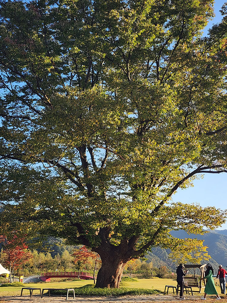 강원도 여행 사진찍기 좋은 곳 화천 사랑나무(거례리 사랑나무)