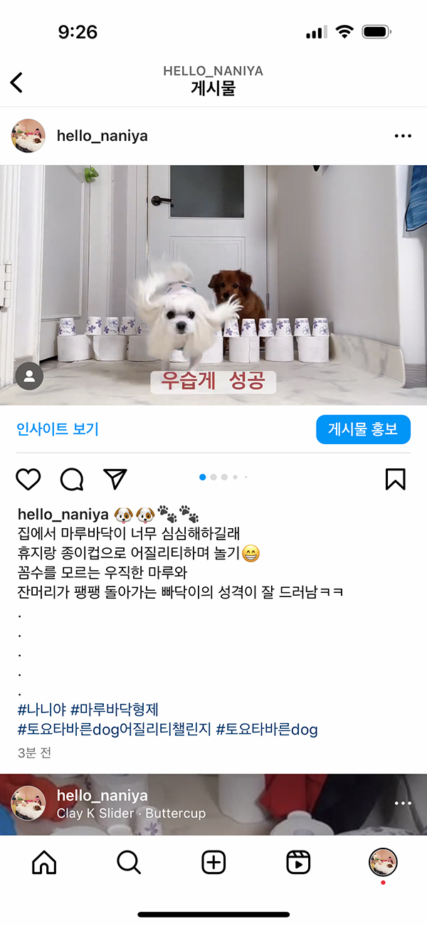 토요타 바른 DOG 어질리티 챌린지, 참여하고 강아지 교육받자