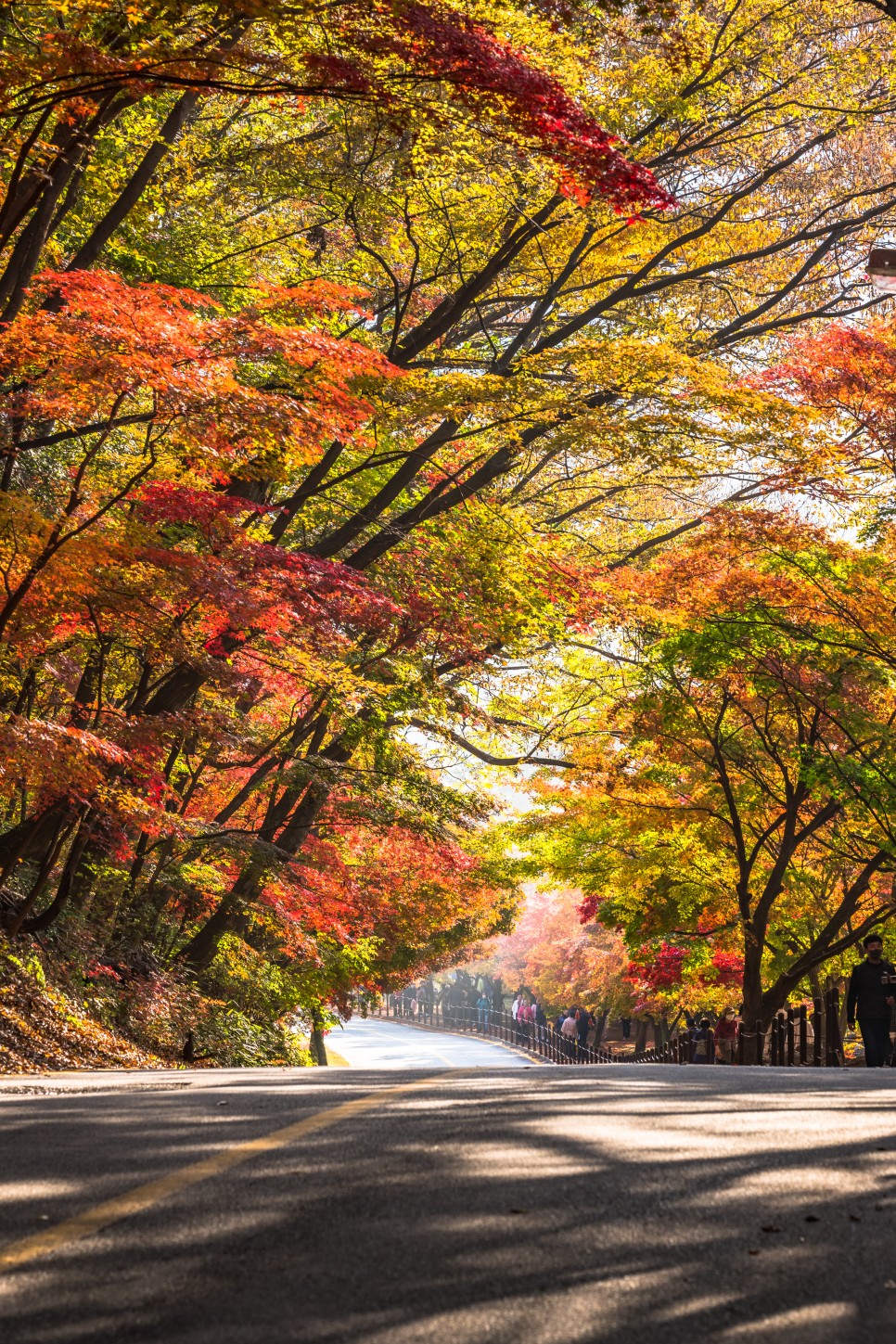 [가을 최고의 단풍 명소] 정읍 내장산 국립공원 우화정 단풍 소식 케이블카 셔틀버스 시간