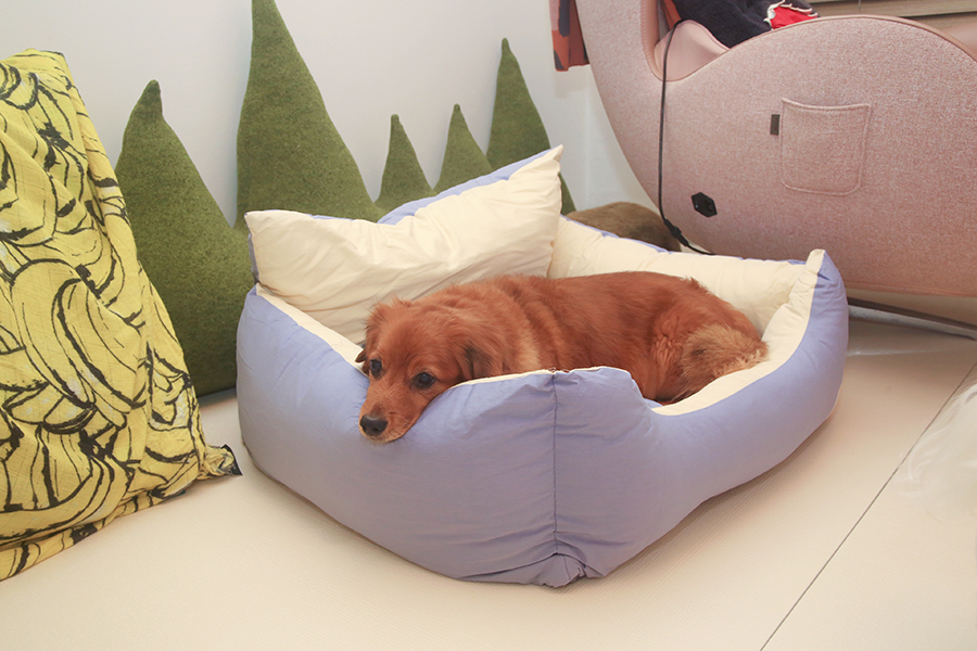 강아지 침대 : 세탁 가능 순면100% 보뚜 범퍼방석