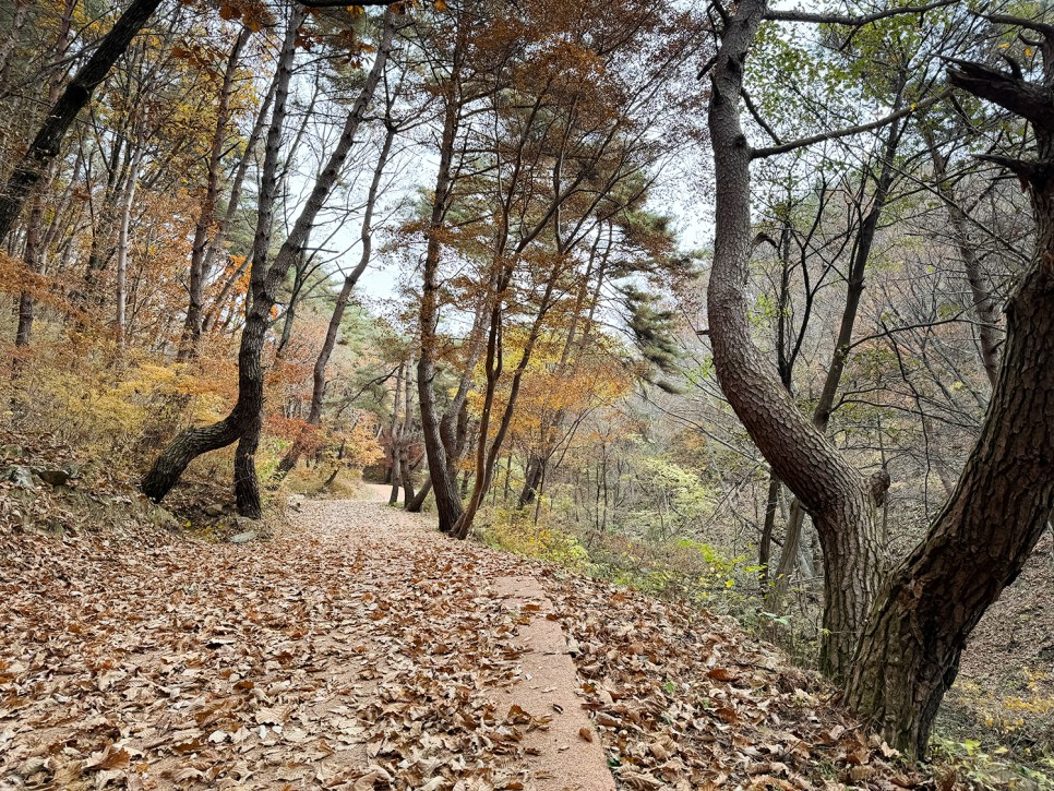 거창 <미녀봉> 능선 산행, 오도산 자연휴양림 출발 원점회귀 코스