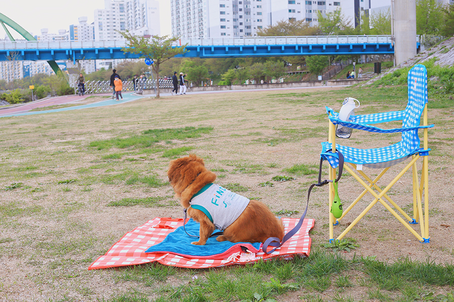 강아지옷 : 입히기 편한 뮤니쿤트 강아지 크롭티