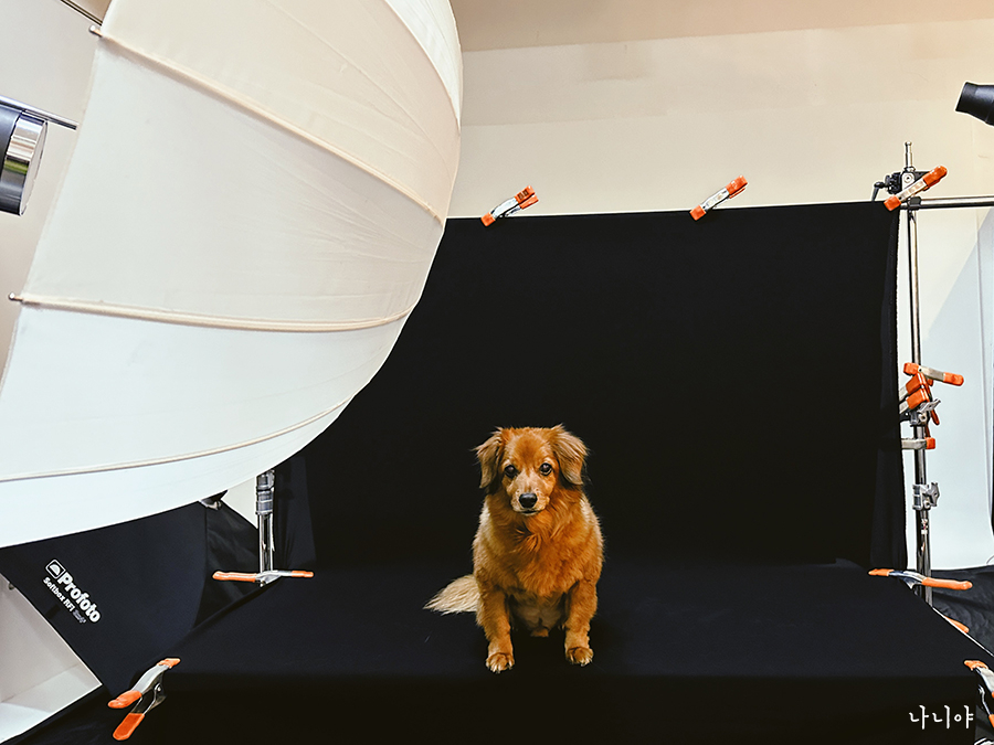 강아지 사진촬영 : 어나더심펫 스튜디오 두 얼굴의 마루 촬영