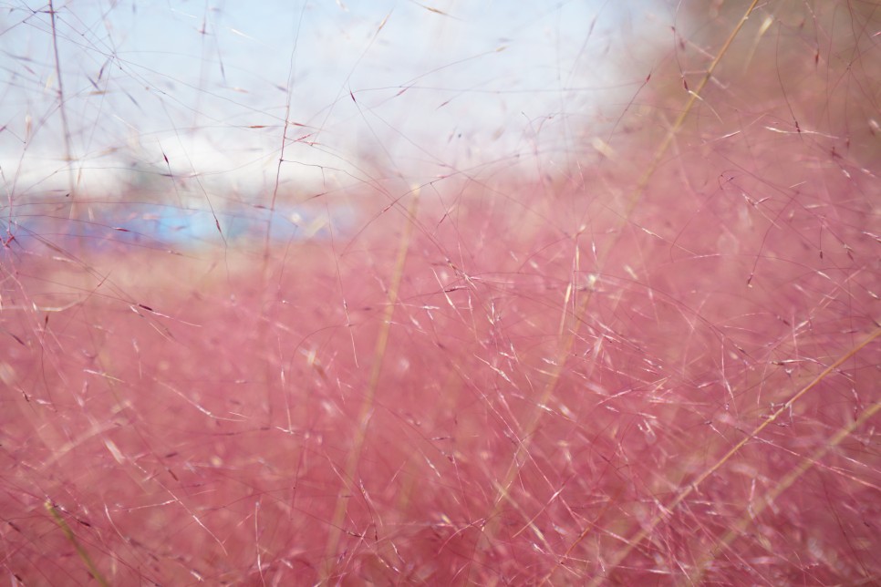 시흥 갯골생태공원 가을여행 가야되는 이유~ 핑크뮬리, 코스모스, 억새가 한가득!