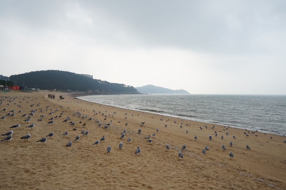 인천 영종도 드라이브 코스, 왕산해수욕장, 선녀바위 해수욕장 주차장 및 관람포인트!