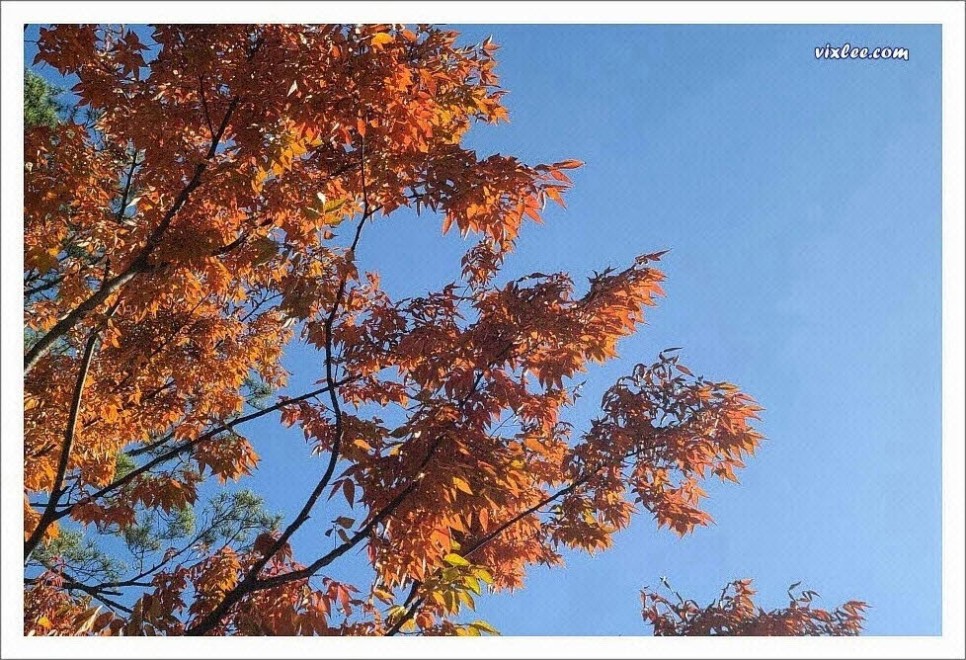 도심공원에도 가을 단풍이 담뿍 들었다.