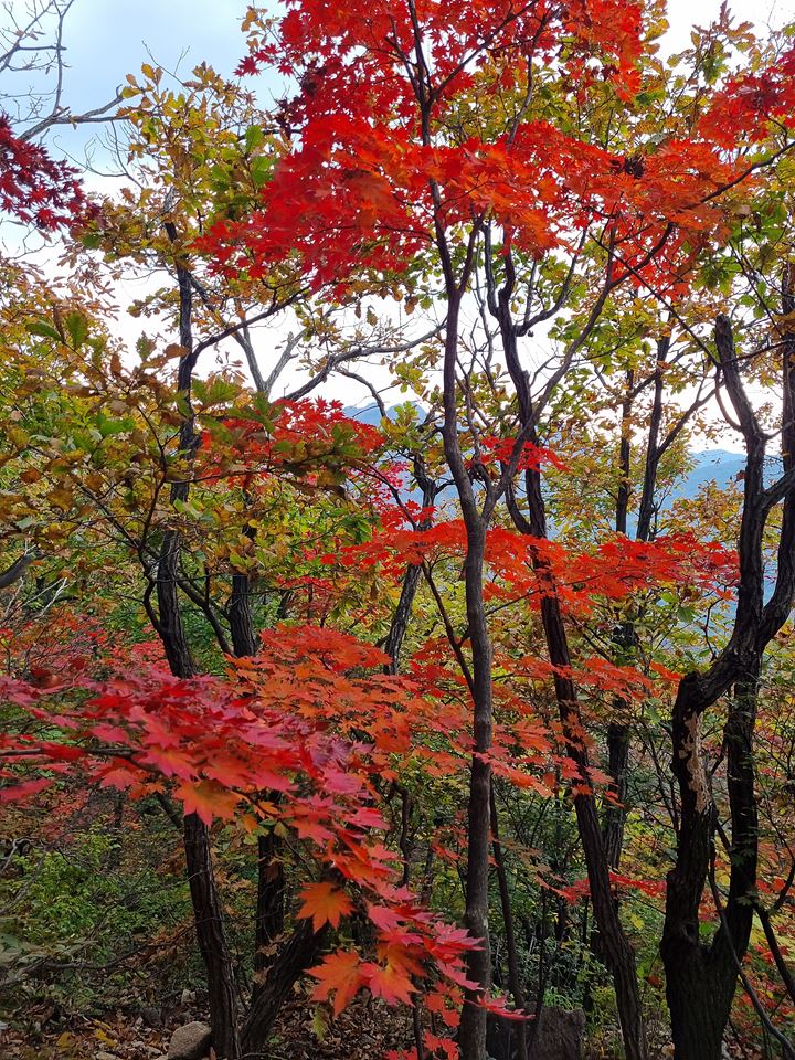 [북한산국립공원] 북한산의 기암절경과 어우러진 환상적인 가을 단풍에 반하다