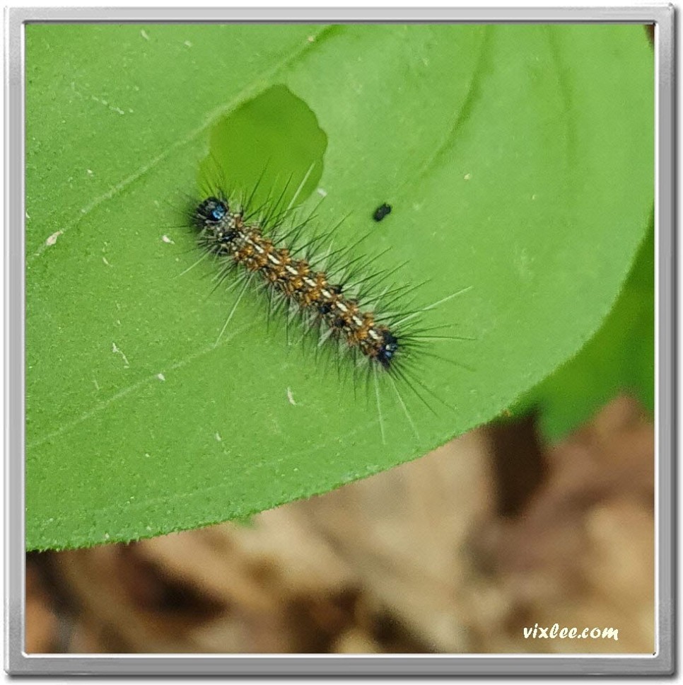 수검은줄점불나방 애벌레, 4월곤충, 나비목, 불나방과, 남한산성곤충  v1.1