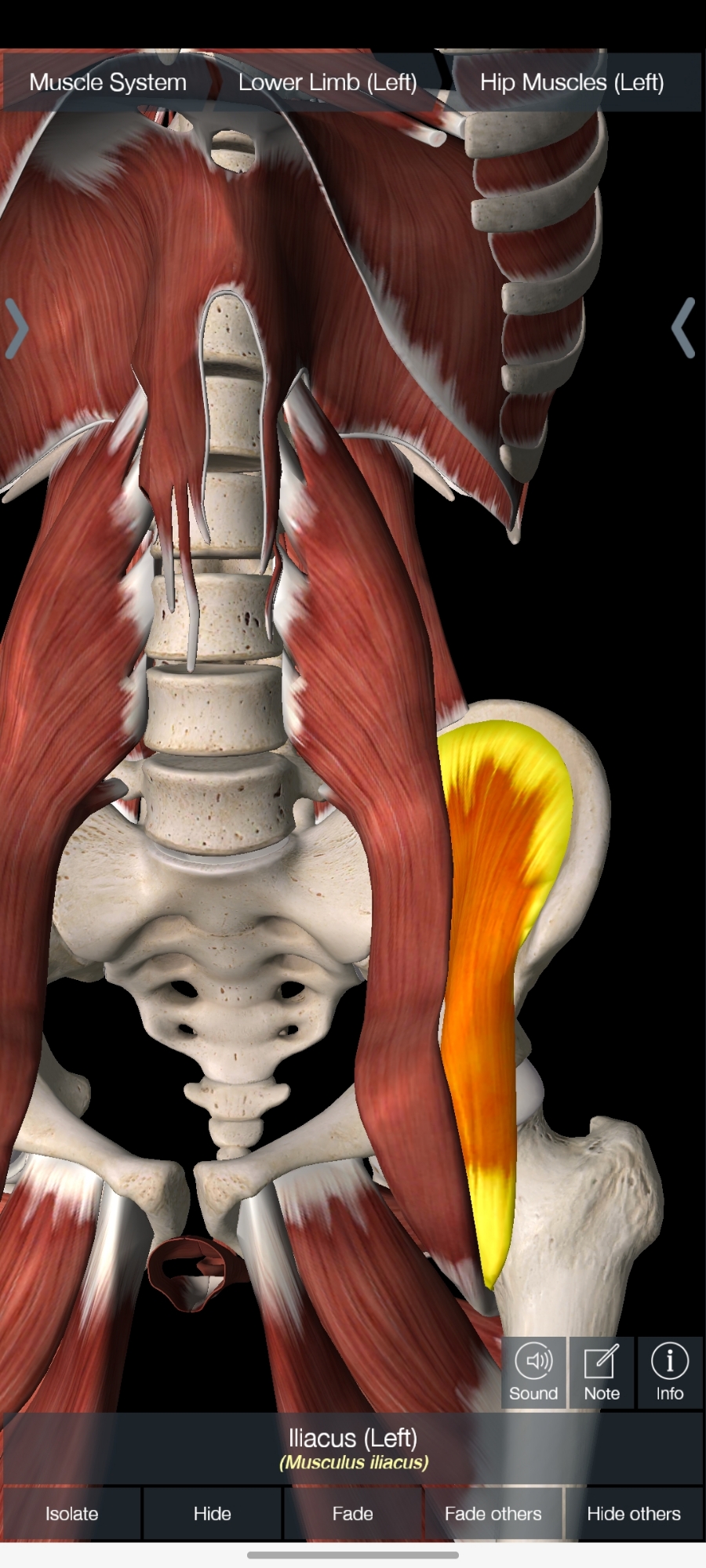 구로PT 요통 허리통증 이 근육알면, 오늘 당장 효과봅니다. 장요근 보너스 대퇴신경