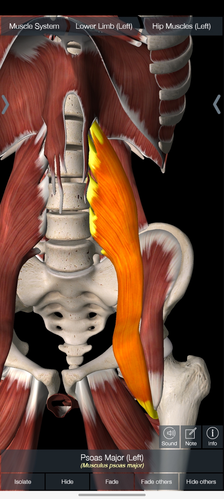 구로PT 요통 허리통증 이 근육알면, 오늘 당장 효과봅니다. 장요근 보너스 대퇴신경