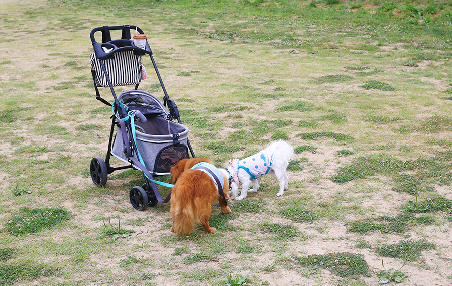 강아지산책가방 : 보냉 기능 유모차가방으로 편하게 산책하기
