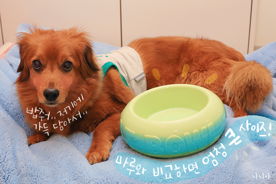강아지 사료그릇 플라스틱아크 : 컬러풀한 빅사이즈 친환경 식기