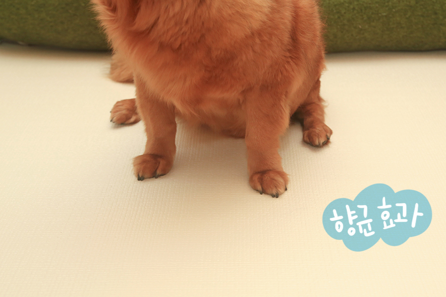강아지미끄럼방지매트 : 셀프 시공 가능한 리포소 강아지매트