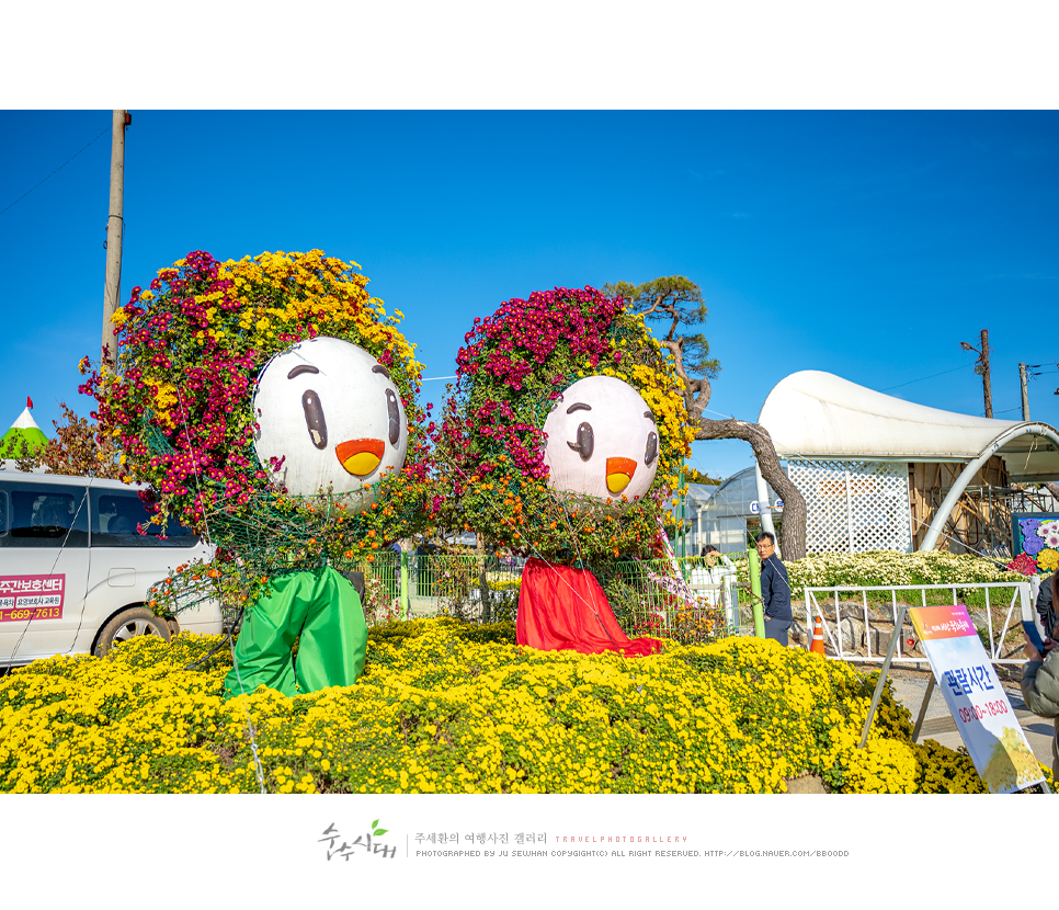 충남 서산 명소 서산 국화축제 놀거리 가을 꽃구경
