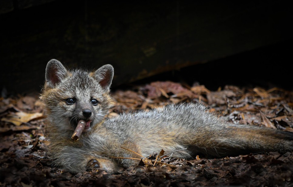 2023 코미디 야생동물 사진전 Comedy Wildlife Photography Awards