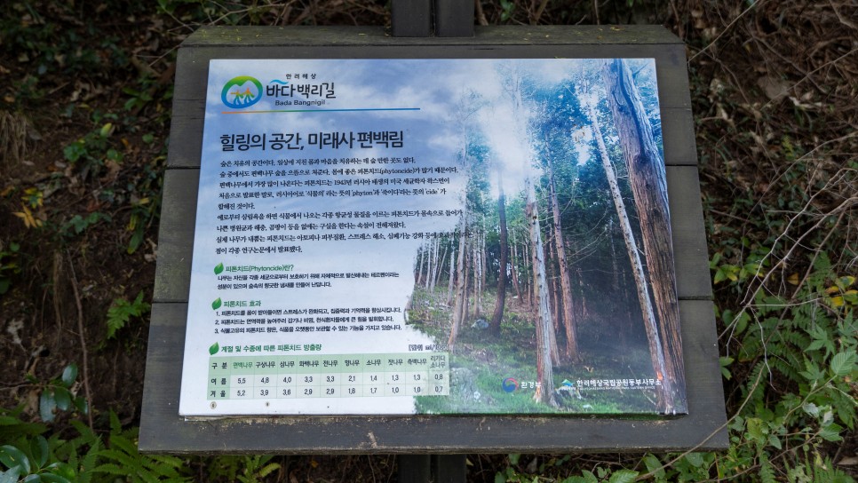 [한려해상국립공원] 미래사 편백림과 달아공원 일몰